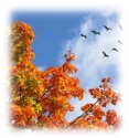 Картинки по запросу осінь картинки